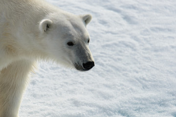 Fototapeta na wymiar Polar bear (Ursus maritimus) on the pack ice north of Spitsberg
