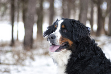 Bernese Mountain Dog outdoors, winter walk