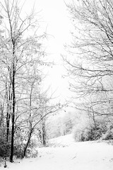amazing snowy landscape with Snow-covered trees. Winter wonderland background black and white photography
