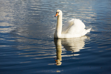 swan in the water