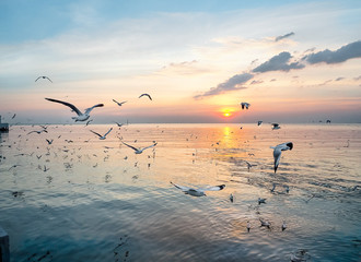 Flock of seagulls in the sky at sunset. Samutprakan, Thailand
