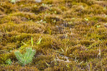 plant in moss and grass field