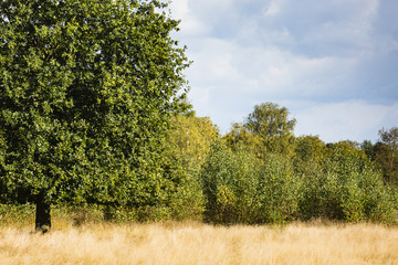 trees in grass field
