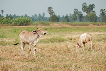 Cow in a field.