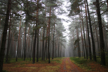 A way in foggy forest