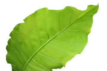 Big glossy green leaf isolated on white with clipping path
