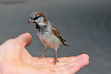 Bird sits on man's hand 