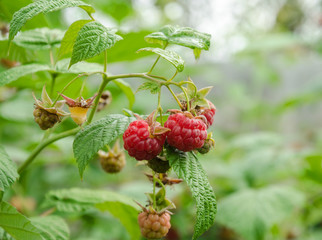 ripe red raspberries on the bush