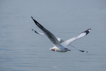 White seagull flying.