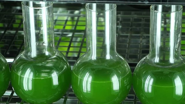 The row of bottles filled with green microalgae inside of  light thermostat. Horizontal panning. Camera turns on the right. 