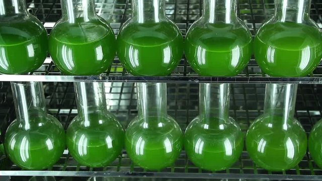 Two rows of bottles filled with green microalgae Chlorella  inside of  light thermostat. Vertical  panning. Camera turns down. 