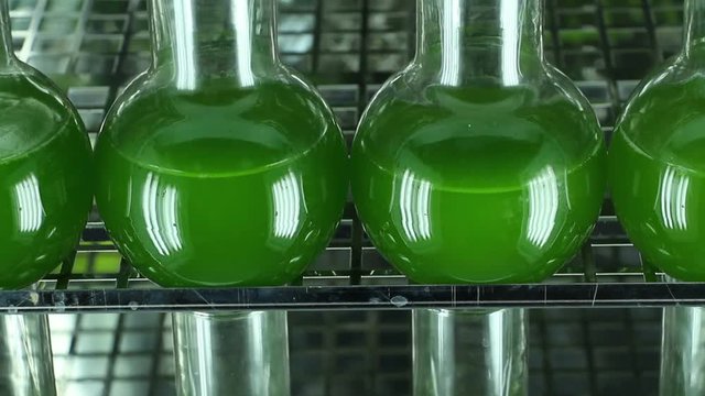 Two rows of bottles filled with green microalgae Chlorella  inside of  light thermostat. Vertical  panning. Camera turns down. Close up.