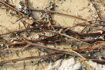 The roots on the sand on the beach in winter time. Stock image.