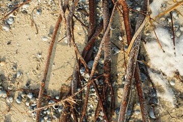 The roots on the sand on the beach in winter time. Stock image.