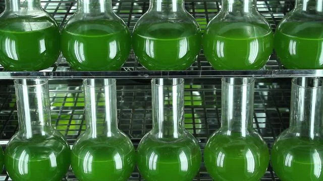 Two rows of bottles filled with green microalgae Chlorella  inside of  light thermostat. Horizontal panning. Camera turns on the right. 