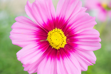 Fototapeta premium Cosmos flowers in the park , Beautiful flowers close-up and hal