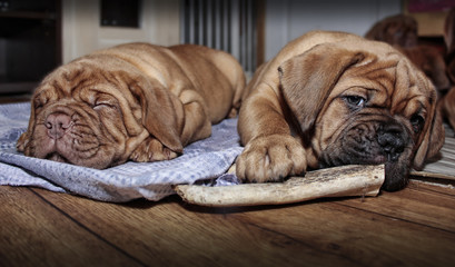 Dogue de Bordeaux - Two puppies