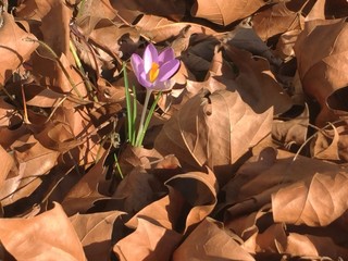 Frühling
