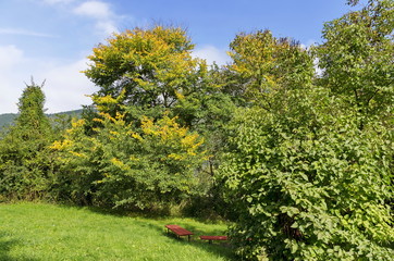 Trees nook in Pancharevo park, Bulgaria