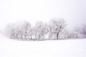 Snowy and frostbitten alley along roads
