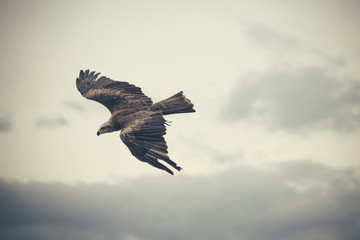 Fototapeta na wymiar Flying hawk as silhouette against cloudy sky