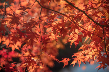 Japanese red maple leaves in autumn