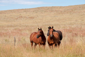 Horses in a Field