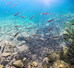 Fishes at  the pure lake.