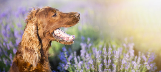 Website banner of an panting Irish Setter dog in a lavender field