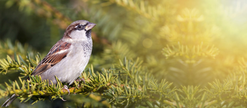 Urban bird - cute sparrow sitting on the branch