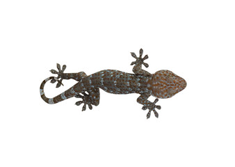 Cute Leopard gecko lizard with tongue out licking lips. Isolated
