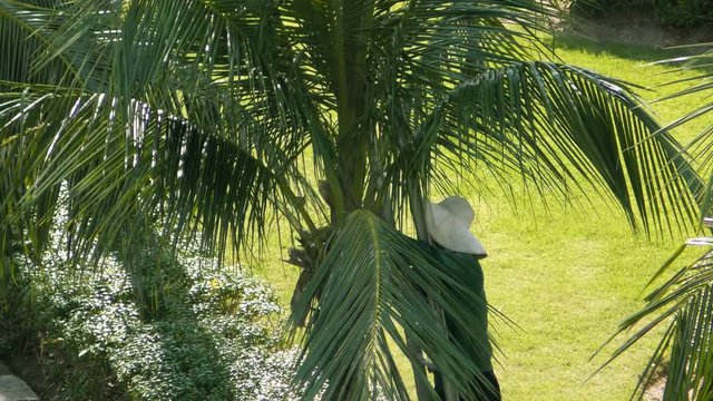 Worker cuts off palm branches