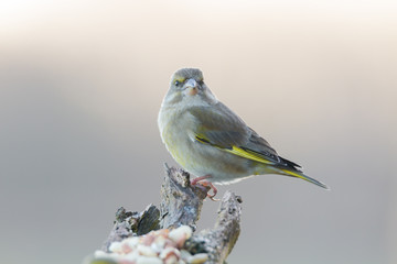 Greenfinch