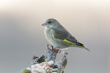 Obraz premium Greenfinch