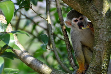 Capuchin Monkey