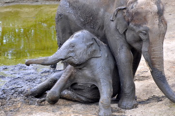 elephants having mud bath