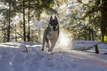 West Siberian Laika