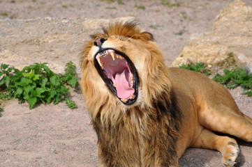 Naklejka na ściany i meble lion roar