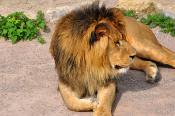 lion  © Alexander