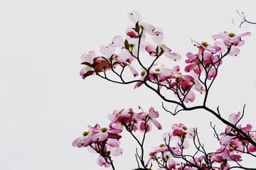 Obraz na płótnie Canvas sakura