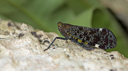 Colorful insect, Cicada or Lanternfly ( Penthicodes variegata ) insect on tree in nature