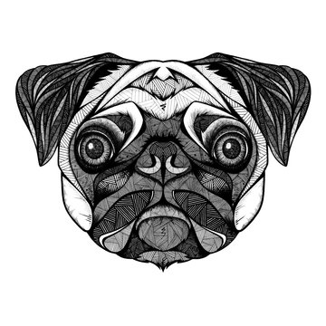 Pug head, illustration, black and white 