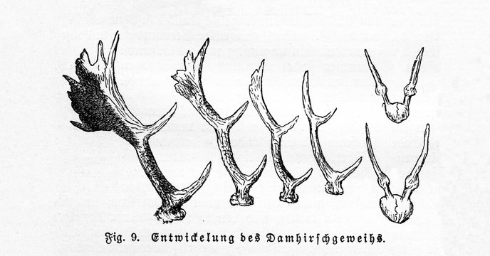Growing of fallow deer (Dama dama) antlers (from Meyers Lexikon, 1895, 7/514)