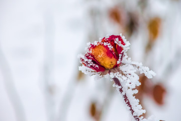 Rose frozen in frost in winter, close up. nature background