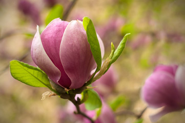 Fototapeta premium Close-up view of purple blooming magnolia. Beautiful spring bloom for magnolia tulip trees pink flowers.