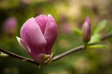 Fototapeten Close-up view of purple blooming magnolia. Beautiful spring bloom for magnolia tulip trees pink flowers. © Viktoria