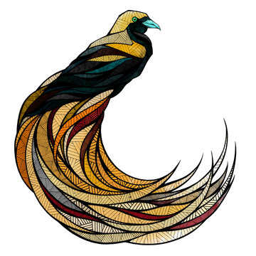 Bird of paradise, illustration 