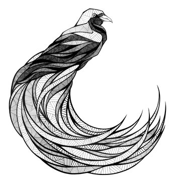 Bird of paradise, illustration, black and white 