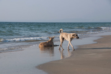 Carefree dog on the beach Colva India. GOA