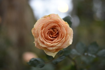 pink rose